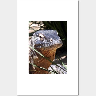 Komodo Dragon Posters and Art